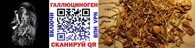 Галлюциногенные грибы Psilocybe  мега маркетплейс  Воронеж 